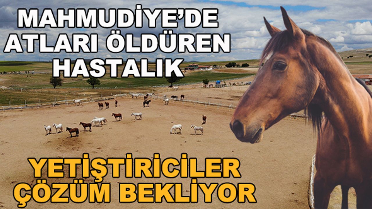 Mahmudiye'de atları öldüren hastalık... Yetiştiriciler çözüm bekliyor