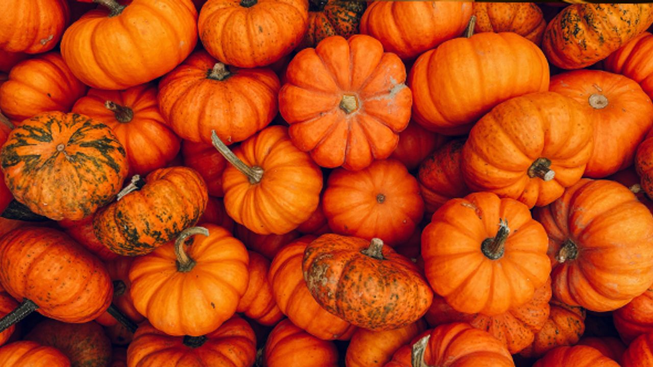 En iyisi Eskişehir'de... Lezzetli bal kabağı nasıl anlaşılır?