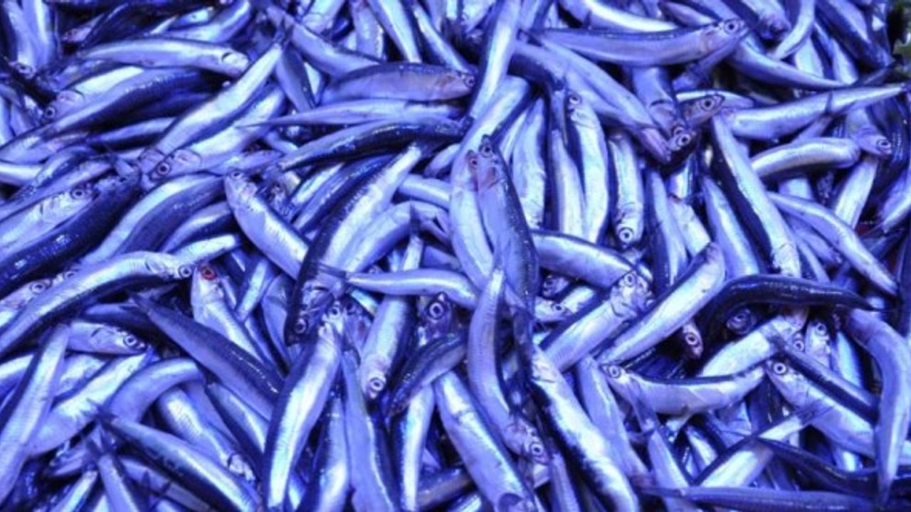 Kütahya'da balık fiyatları ne kadar?