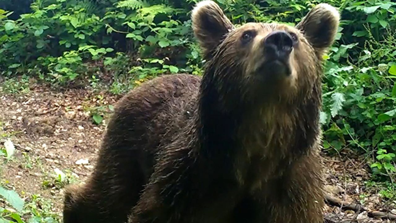 Uludağ'ın boz ayıları fotokapanla görüntülendi