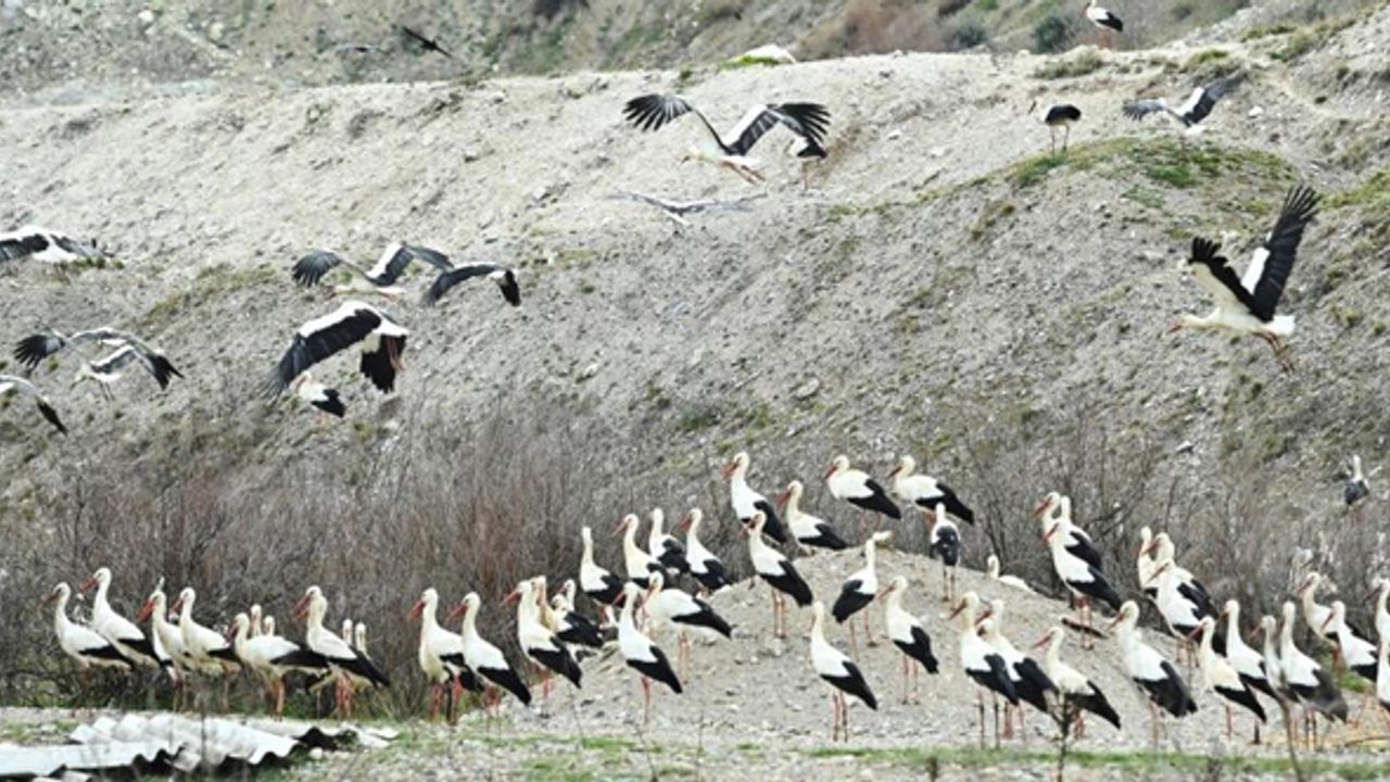 Balıkesir'de leylekler için özel pist
