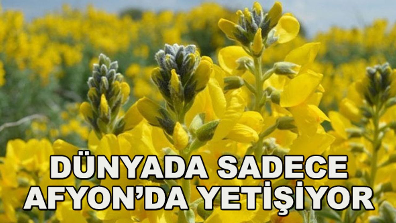 Dünyada sadece Afyon'da yetişiyor