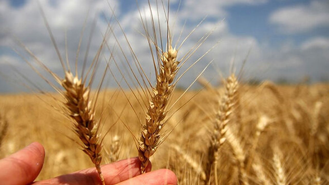 2022 buğday ve arpa alım fiyatı açıklandı
