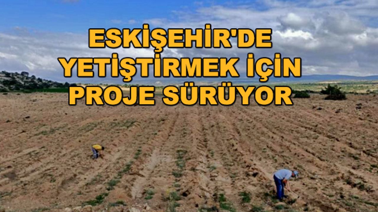 Eskişehir'de yetiştirmek için proje sürüyor