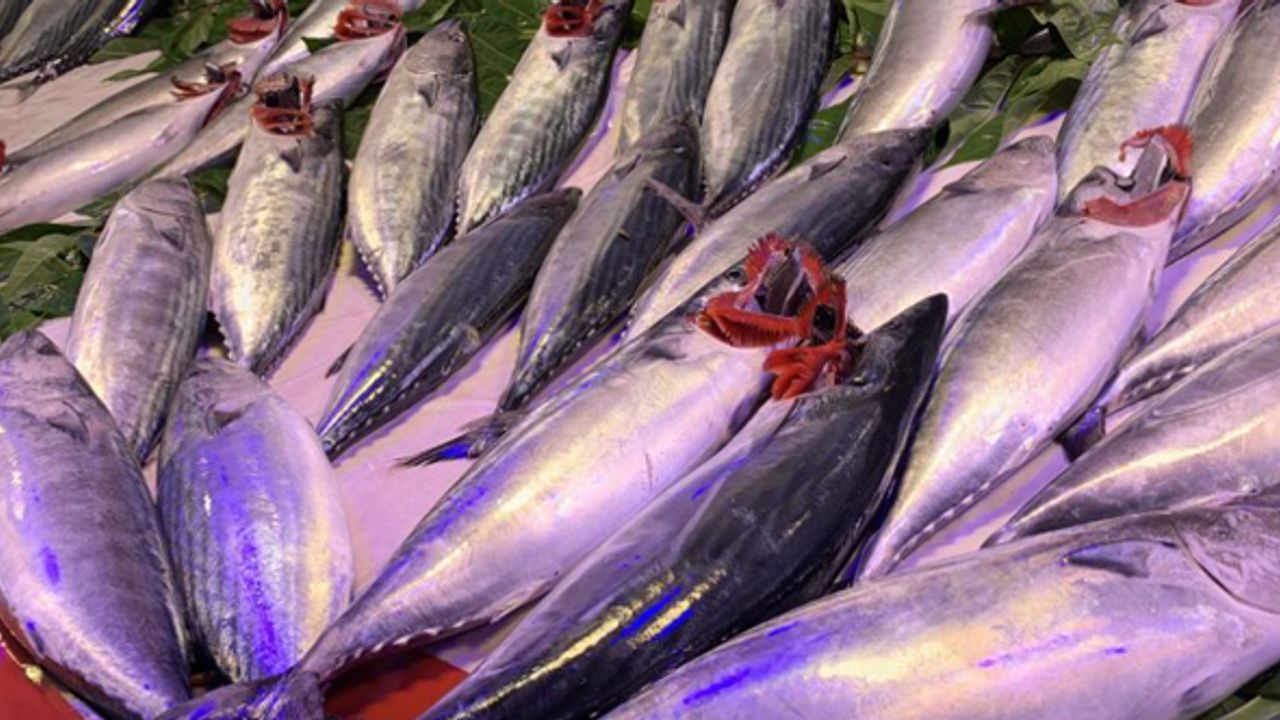 Eskişehir'de palamut bolluğu! Eskişehir'de balık fiyatları ne kadar?