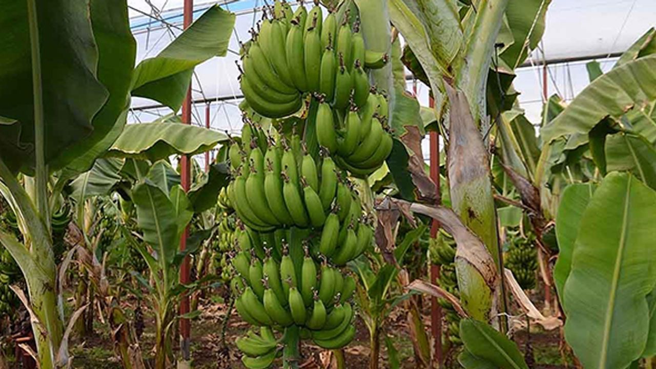 Türkiye son 5 yılda muz üretimini ne kadar artırdı?