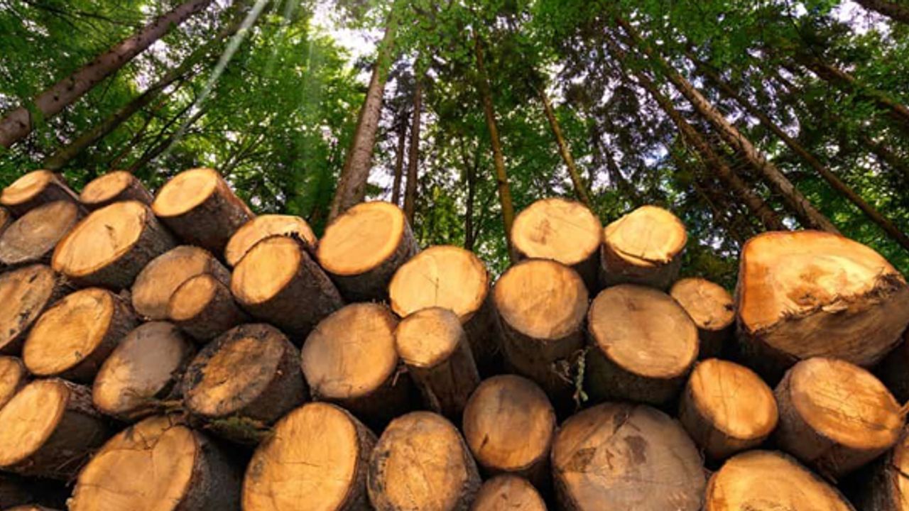 Almanya'da enerji krizi odun hırsızlığını artırdı