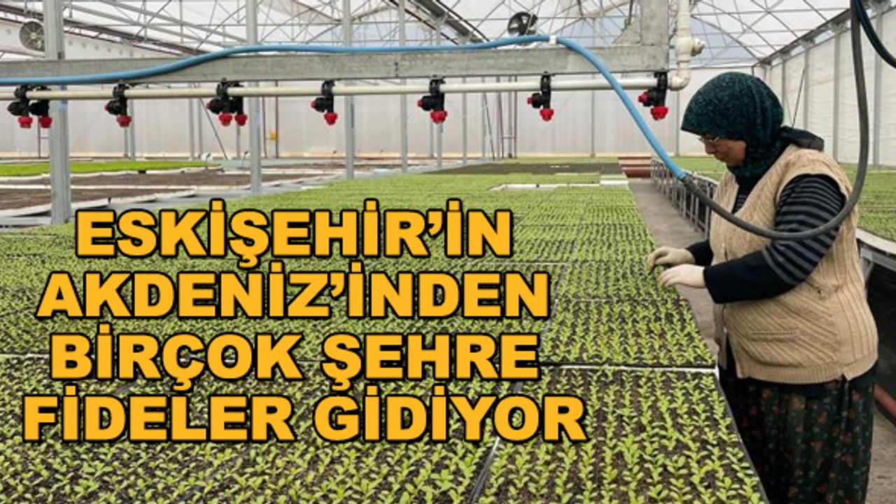 Eskişehir’in Akdeniz’inden birçok şehre fideler gidiyor