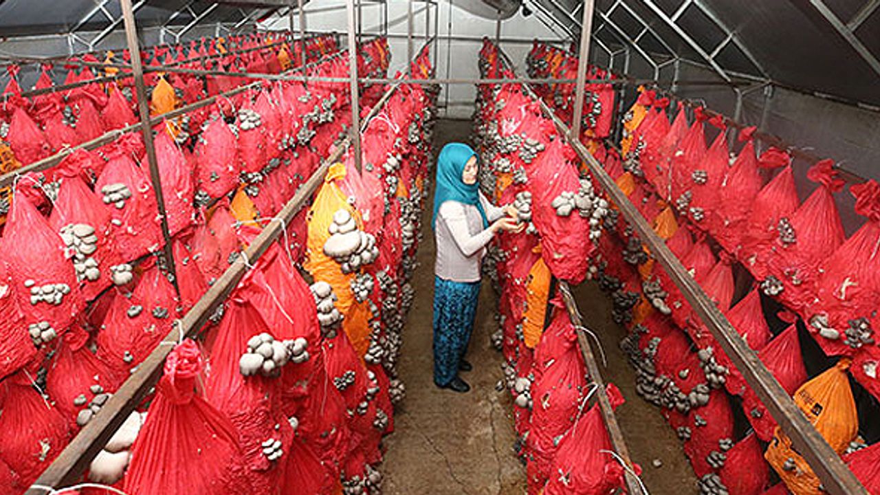 Serasında 4 ton istiridye mantarı üretiyor