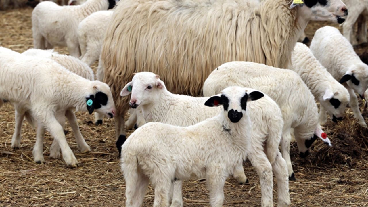 Çiftçilere yaklaşık 1,7 milyar liralık destek ödemesi bugün yapılacak