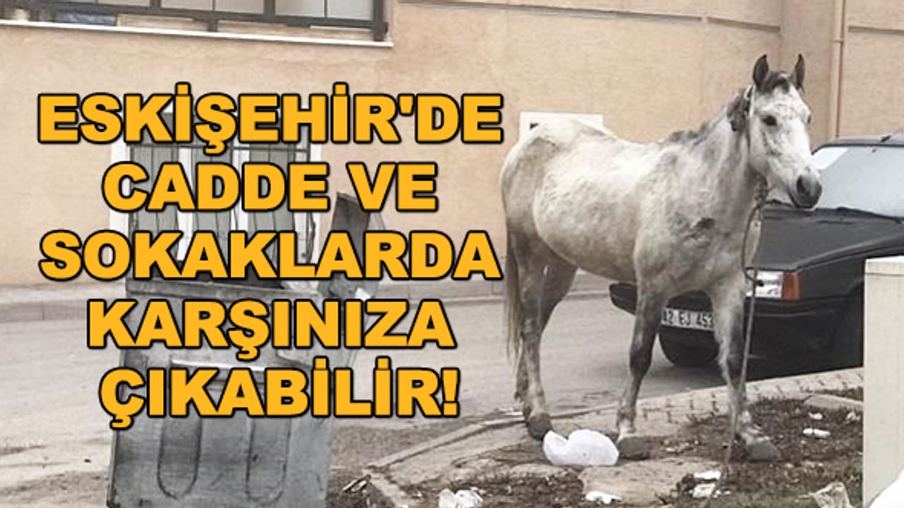 Eskişehir'de cadde ve sokaklarda karşınıza çıkabilir!