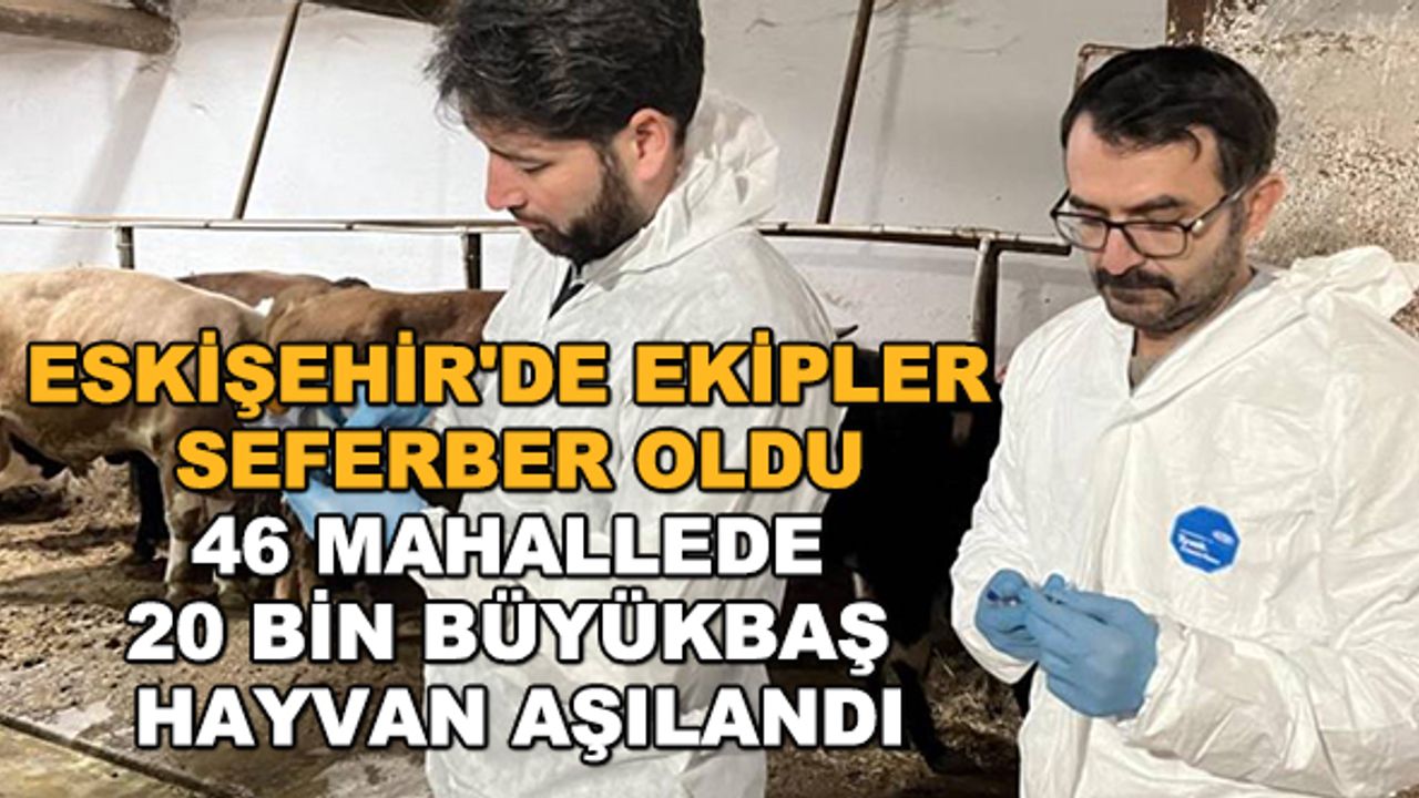 Eskişehir'de ekipler seferber oldu... 46 mahallede 20 bin büyükbaş hayvan aşılandı