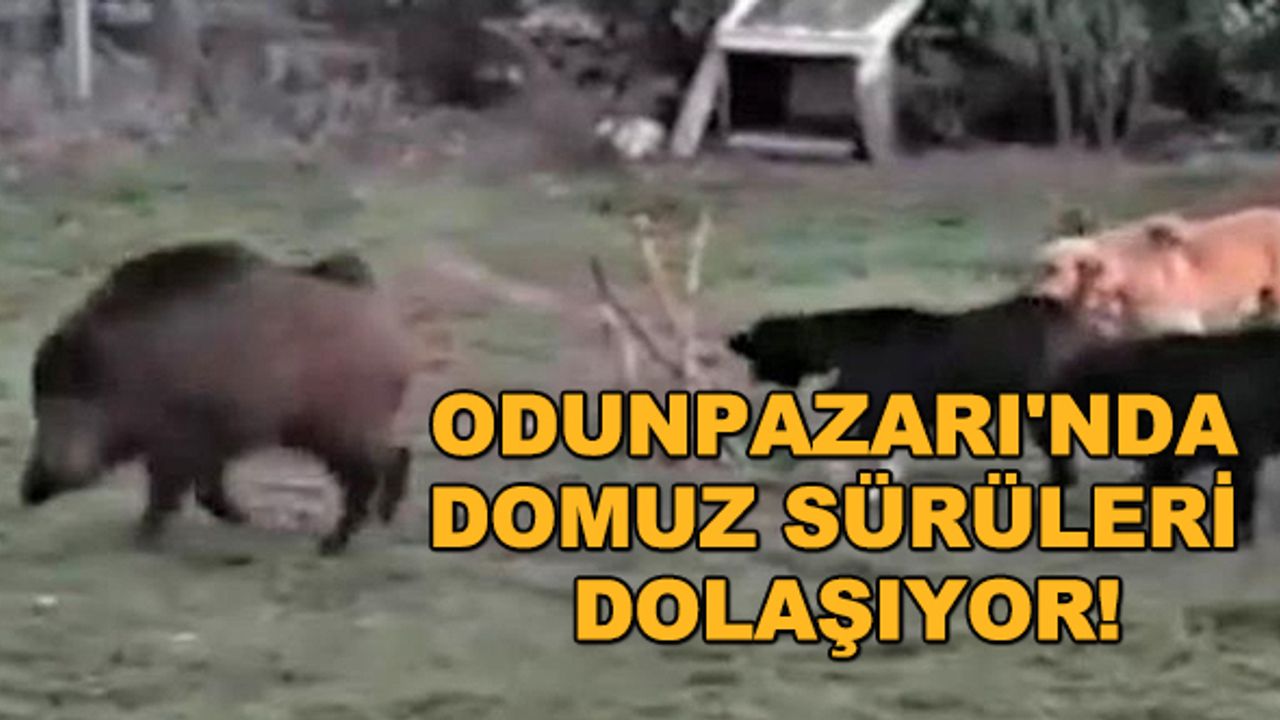 Odunpazarı'nda domuz sürüleri dolaşıyor!