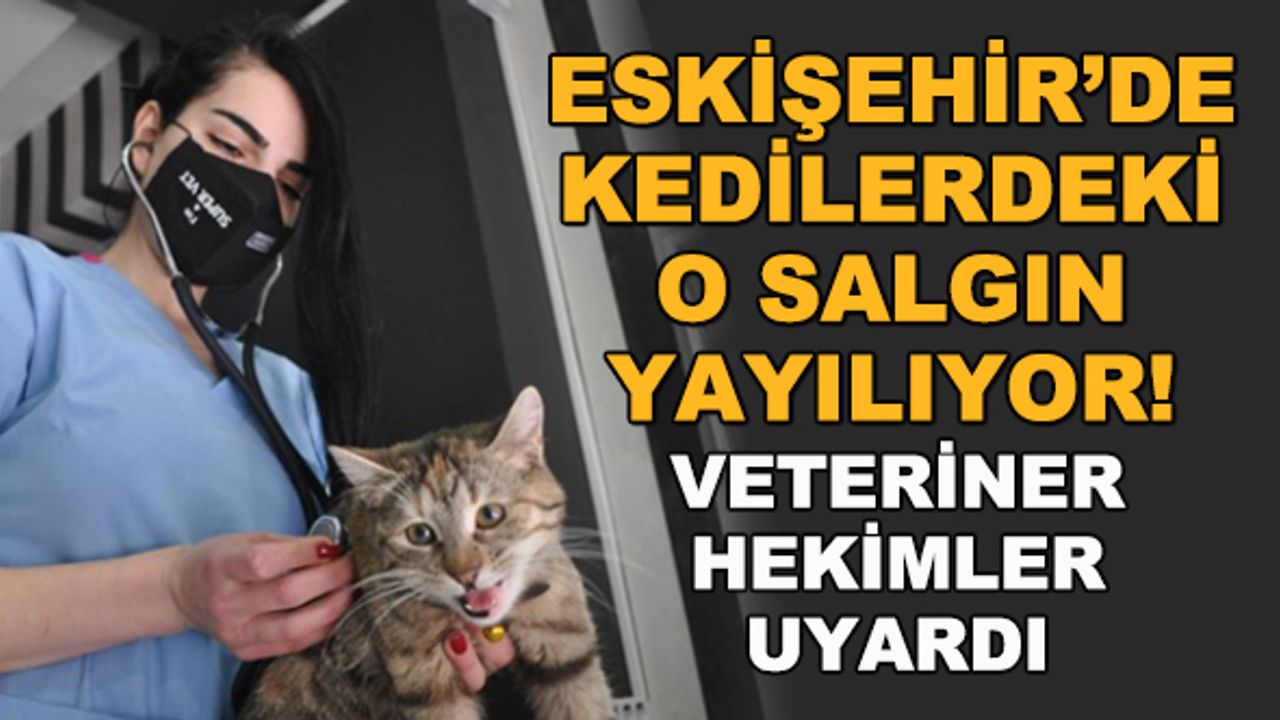 Eskişehir'deki kedilerde o salgın yayılıyor! Veteriner hekimler uyardı