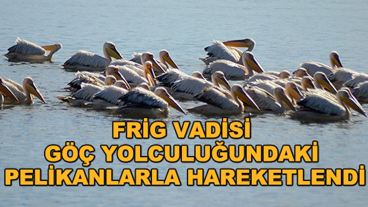 Frig Vadisi göç yolculuğundaki pelikanlarla hareketlendi