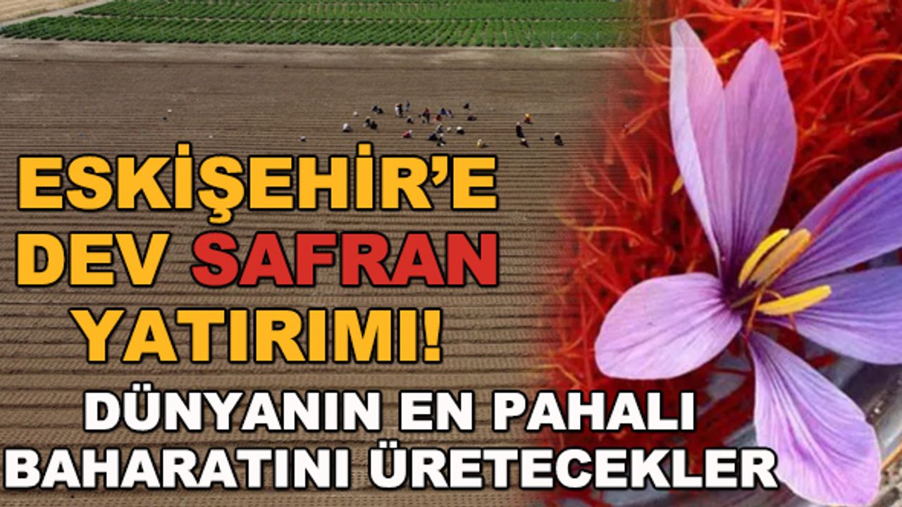 Eskişehir'de dev safran yatırımı! Dünyanın en pahalı baharatını üretecekler