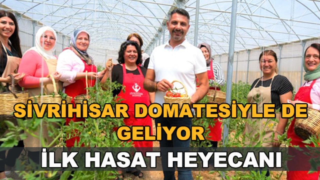Sivrihisar domatesiyle de geliyor! İlk hasat heyecanı