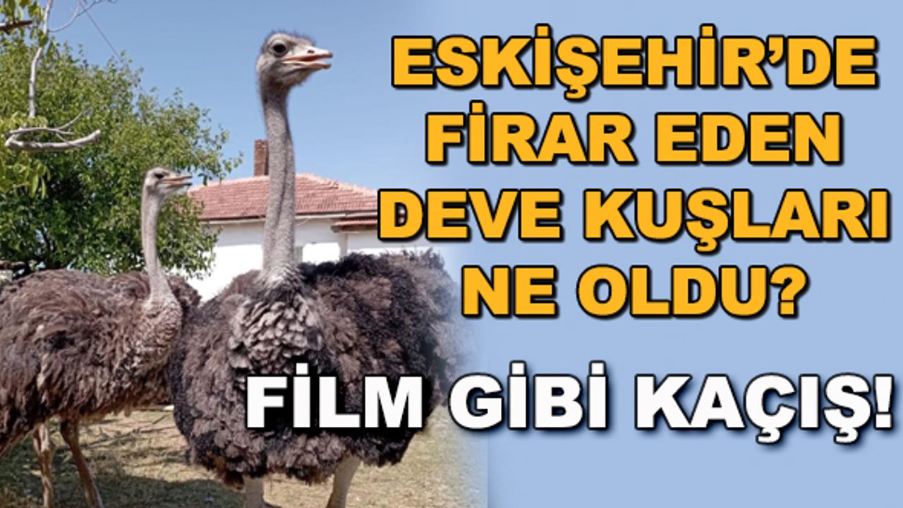 Eskişehir'de firar eden deve kuşları ne oldu? Film gibi kaçış!