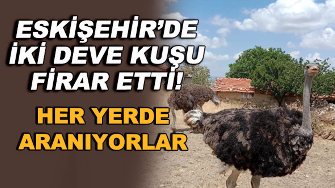 Eskişehir'de iki deve kuşu firar etti!
