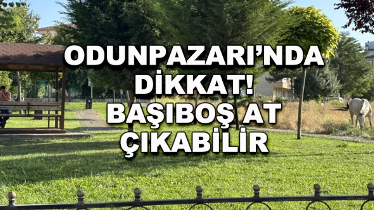 Odunpazarı'nda dikkat! Başıboş atlar çıkabilir