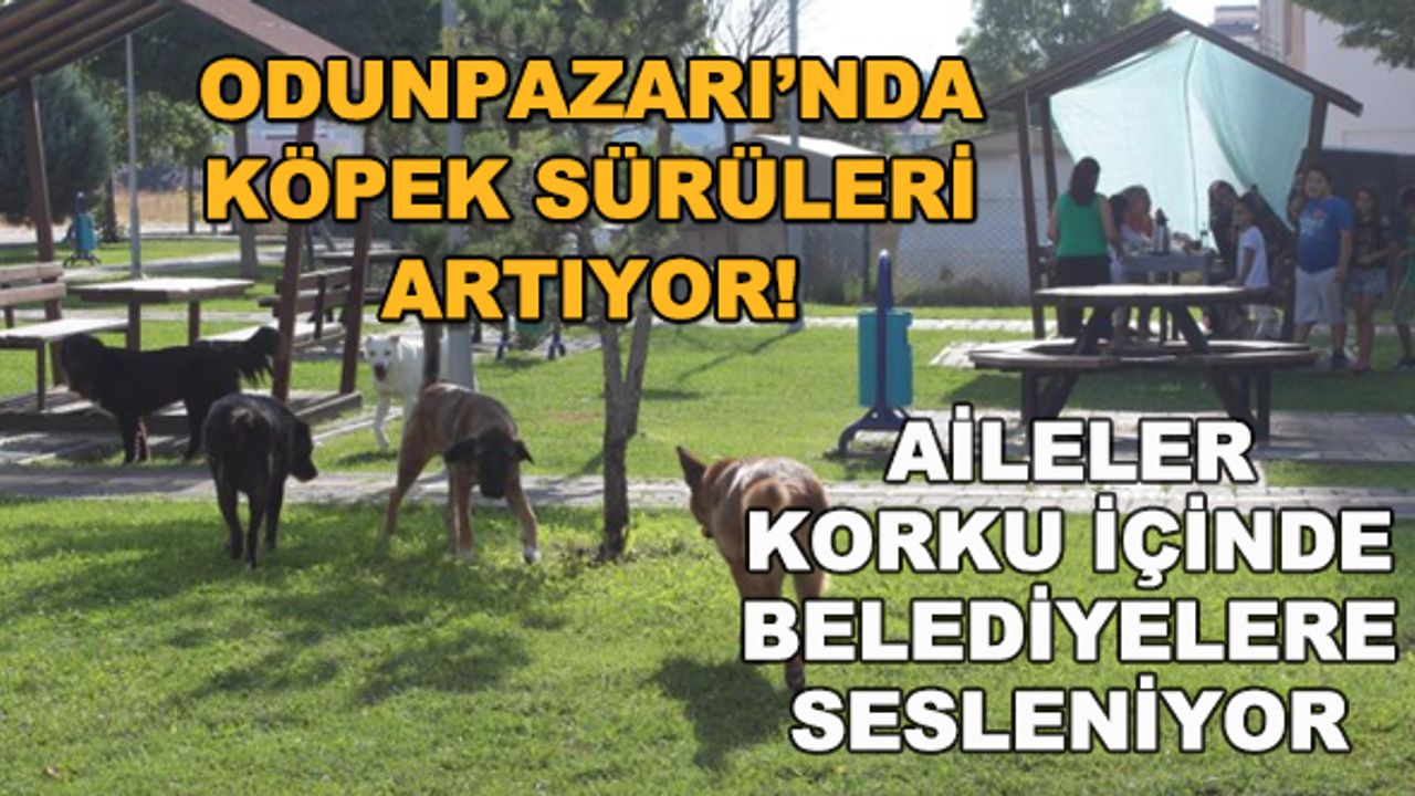 Odunpazarı'nda köpek sürüleri artıyor! Aileler korku içinde belediyelere sesleniyor