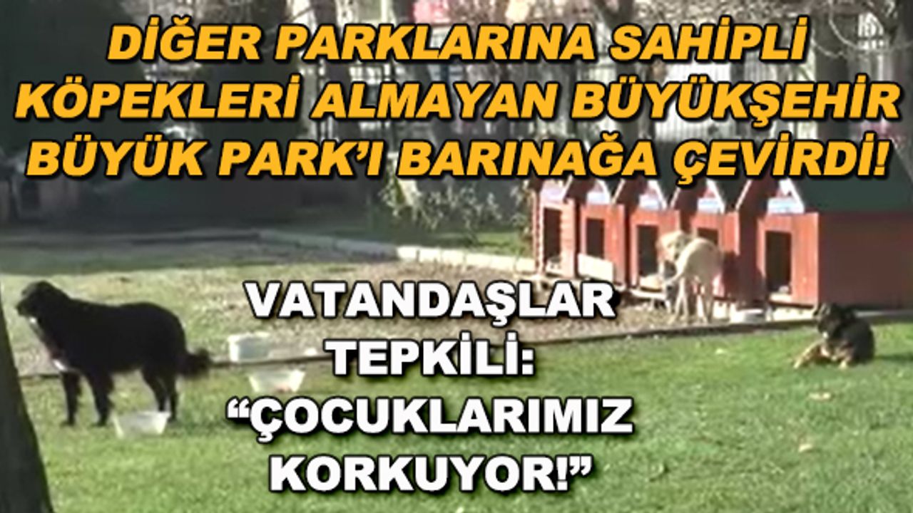 Diğer parklarına sahipli köpekleri almayan Eskişehir Büyükşehir, Büyük Park'ı barınağa çevirdi!