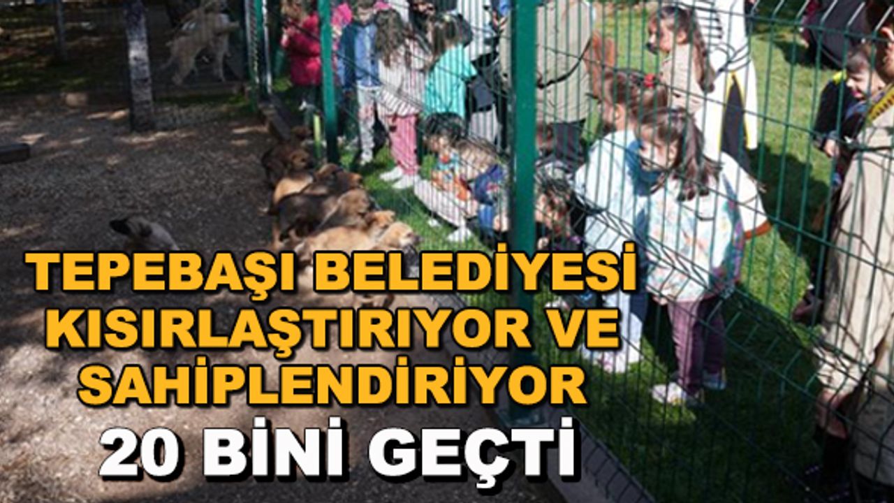 Tepebaşı Belediyesi kısırlaştırıyor ve sahiplendiriyor... 20 bini geçti