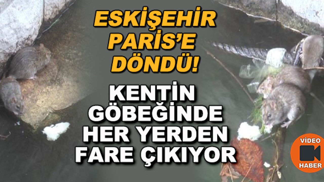 Eskişehir Paris'e döndü! Kentin göbeğinde her yerden fare çıkıyor
