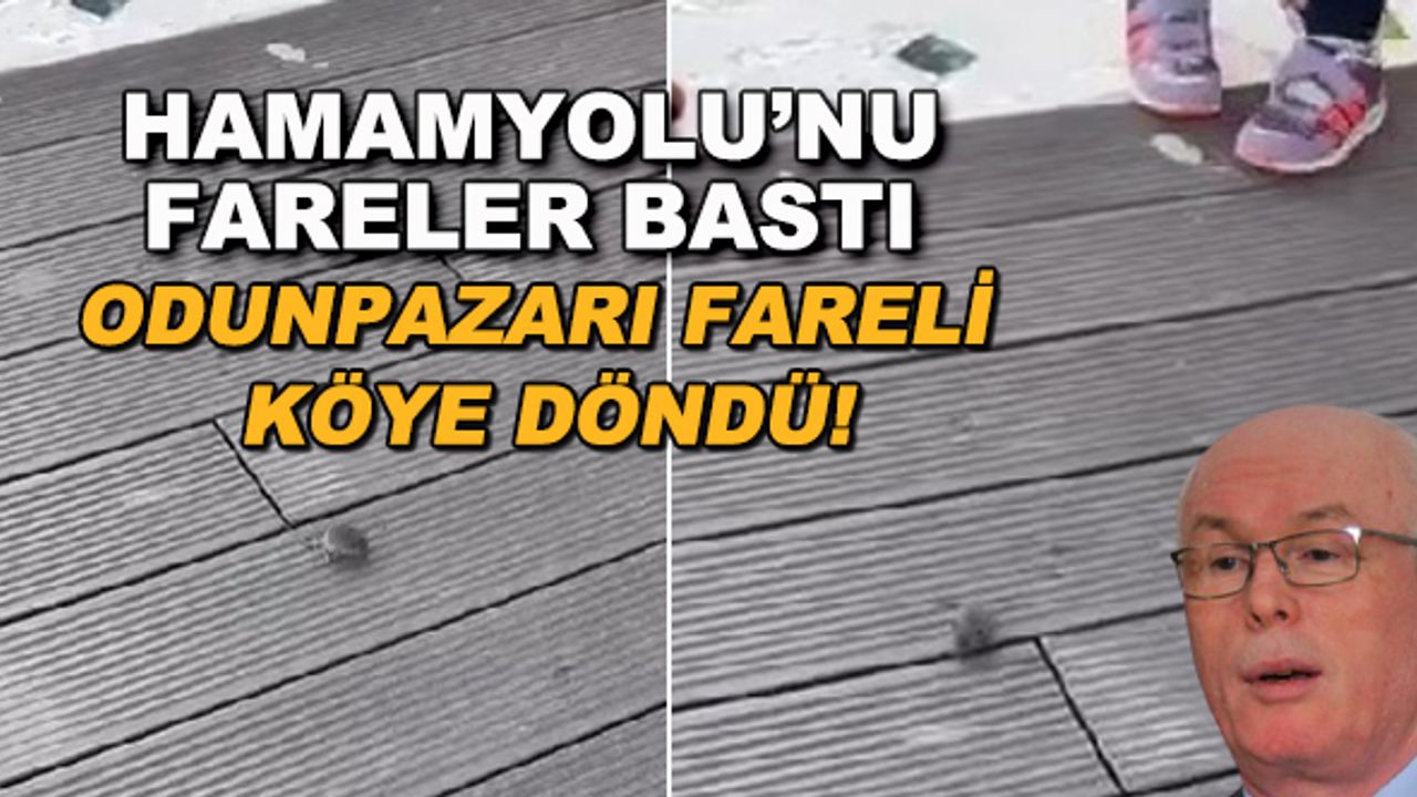 Hamamyolu'nu fareler bastı... Odunpazarı fareli köye döndü!