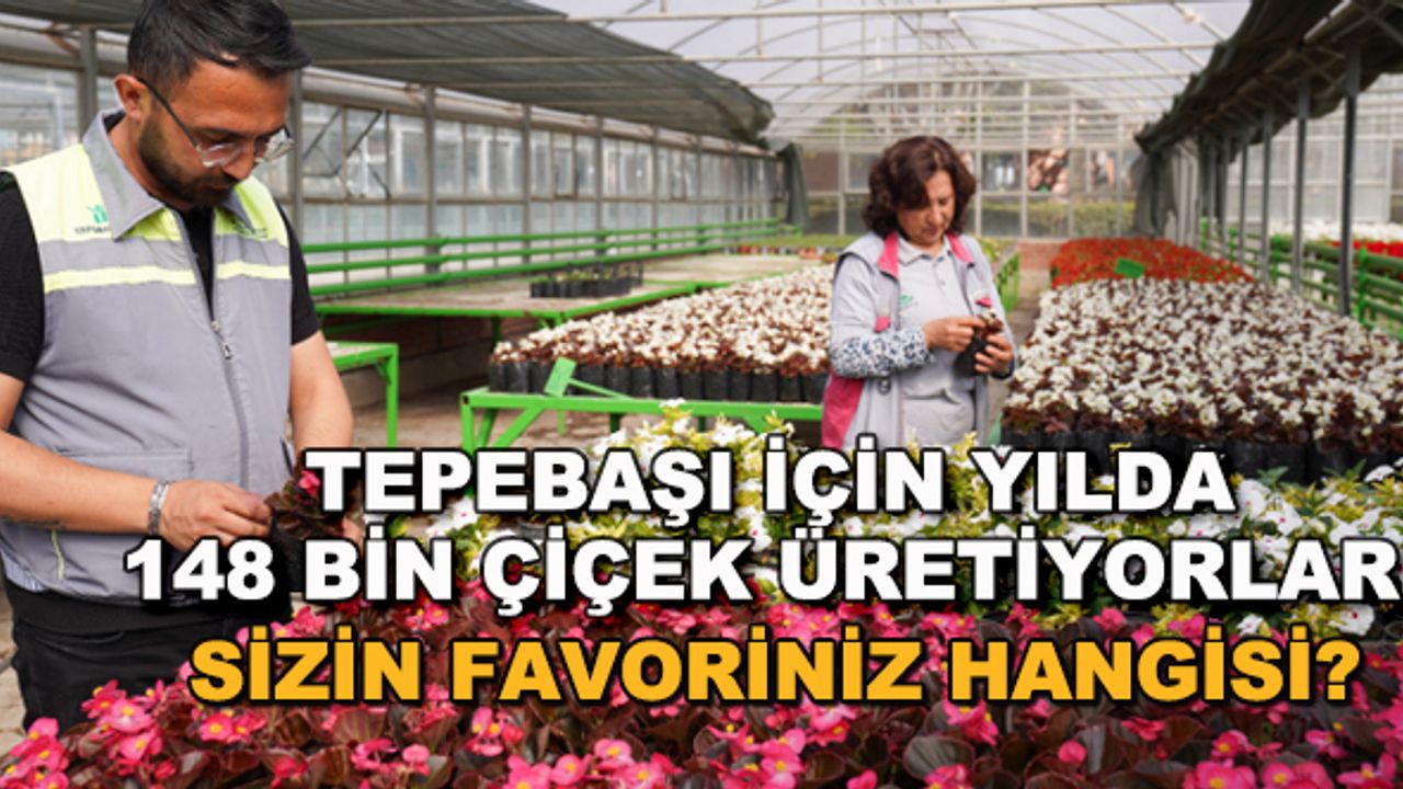 Tepebaşı için yılda 148 bin çiçek üretiyorlar... Sizin favoriniz hangisi?