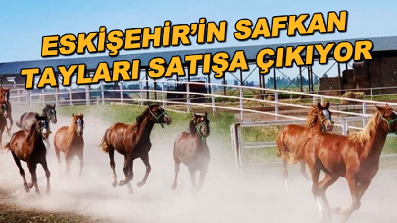 Eskişehir'in safkan tayları satışa çıkıyor