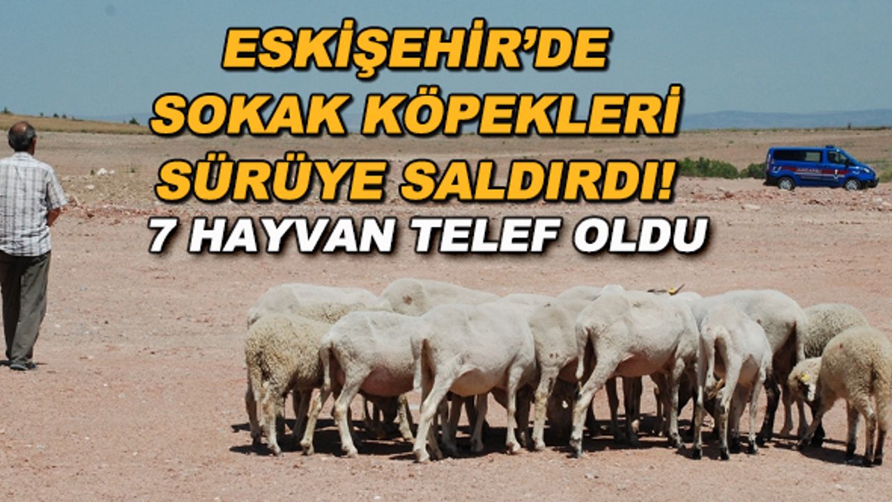 Eskişehir'de sokak köpekleri sürüye saldırdı! 7 hayvan telef oldu