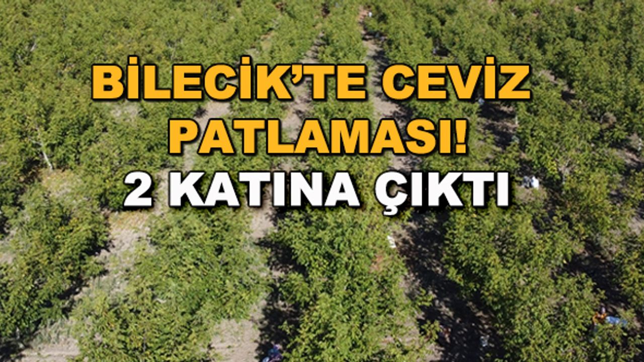 Bilecik'te ceviz patlaması! 2 katına çıktı