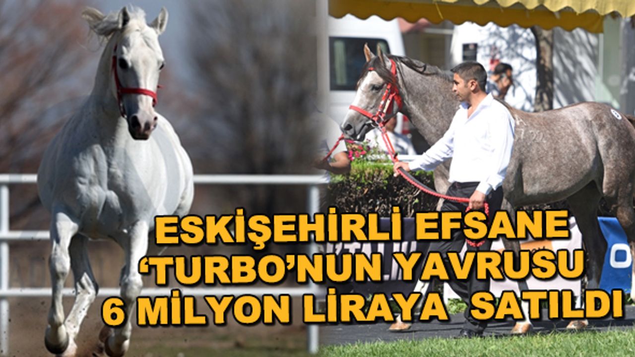 Eskişehirli efsane 'Turbo'nun yavrusu 6 milyon liraya satıldı