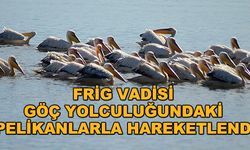 Frig Vadisi göç yolculuğundaki pelikanlarla hareketlendi