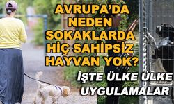 Avrupa'da neden sokaklarda hiç sahipsiz hayvan yok? İşte ülke ülke uygulamalar...