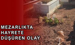 Babalarının mezarını görünce dehşete düştüler