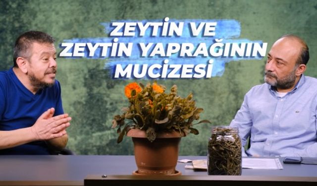 Zeytin ve zeytin yaprağının sağlığa müthiş faydası! | Koca Karya İlacı