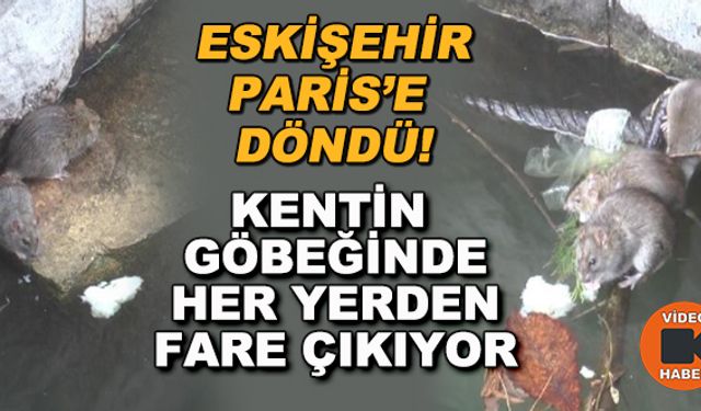 Eskişehir Paris'e döndü! Kentin göbeğinde her yerden fare çıkıyor