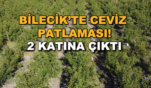 Bilecik'te ceviz patlaması! 2 katına çıktı