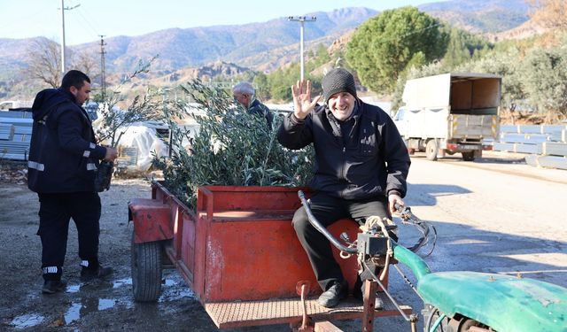 Üreticilere zeytin fidanı dağıtılacak