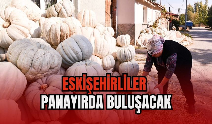 Bal kabağında hasat zamanı